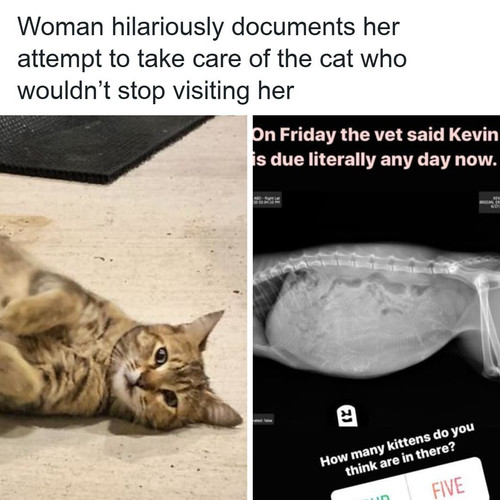 adorable adopted cat kevin erin breean.jpg