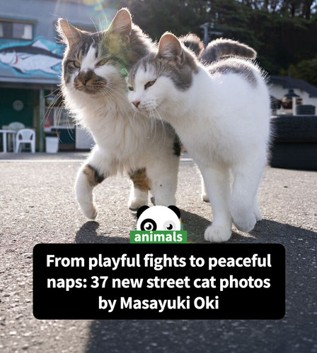 best street cat photos japan masayuki oki part 4.jpg