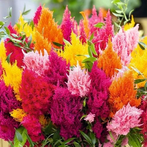 celosia 1 500x500.jpg