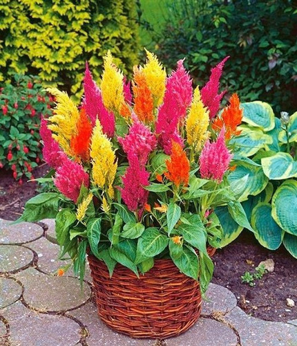 92 celosia seeds ishika original.jpg