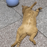 GIF 20260722 223736.gif