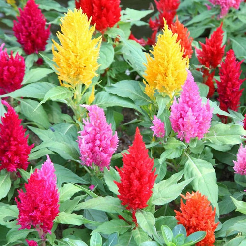 82 celosia seeds ishika original.jpg