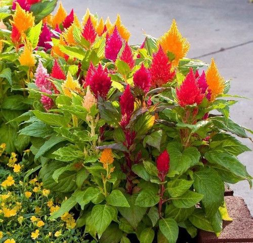 50 celosia mixed color hybrid fl.jpg