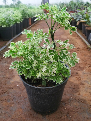 FF425 Polyscias Fruticosa Miniat.jpg