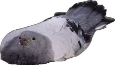 pojin.jpg