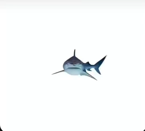 sharks.png