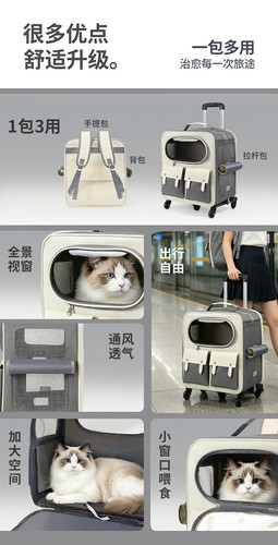 猫宝 (4).jpg