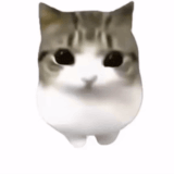 IMG 5302.gif