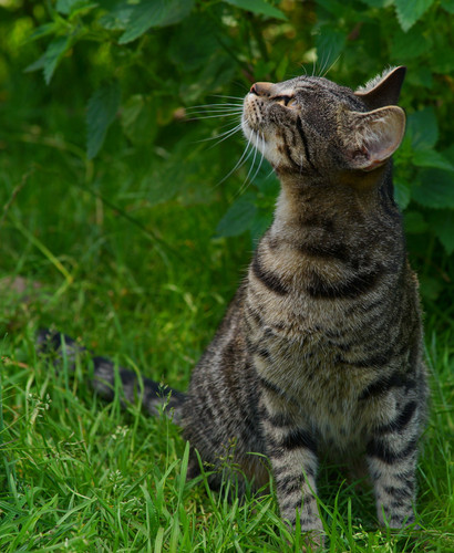 cat young animal adidas dear kitten playful curious portrait 802264 (1).jpg