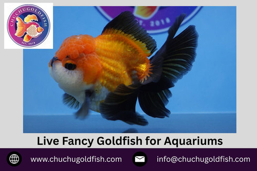 Live Fancy Goldfish for Aquariums.jpg