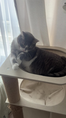 cat.jpg