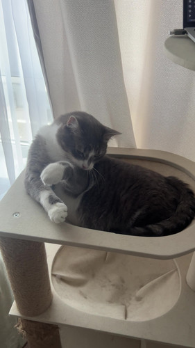 cat.jpg