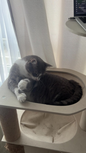 cat.jpg