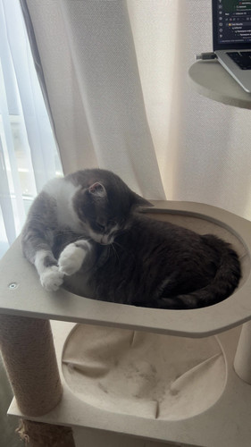 cat.jpg