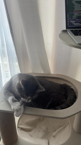 cat.jpg