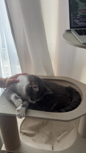 cat.jpg
