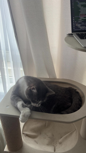 cat.jpg
