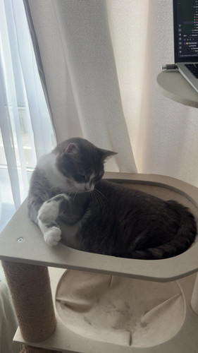 cat.jpg