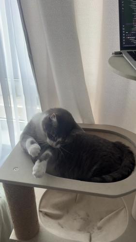 cat.jpg