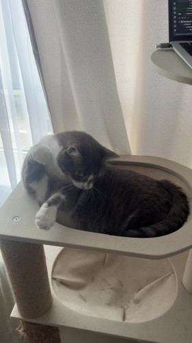 cat.jpg