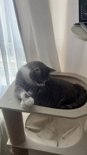 cat.jpg