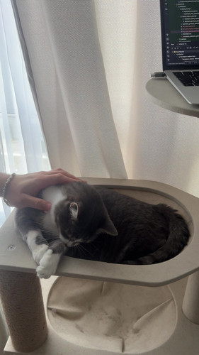 cat.jpg