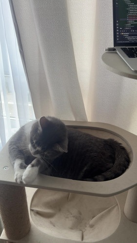 cat.jpg