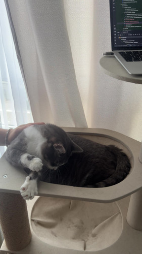 cat.jpg
