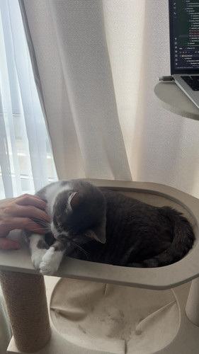 cat.jpg