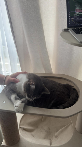 cat.jpg