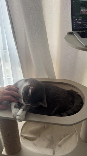 cat.jpg