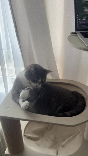 cat.jpg