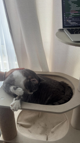 cat.jpg