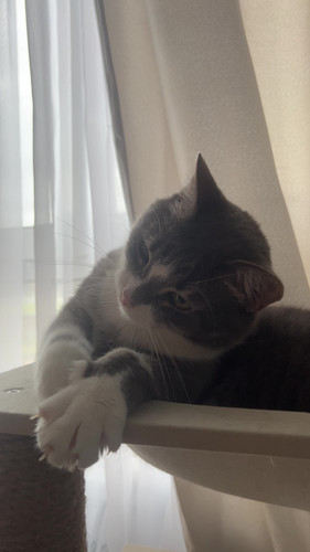 cat.jpg