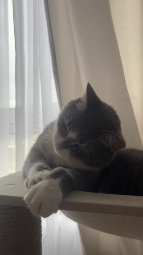 cat.jpg