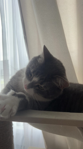 cat.jpg