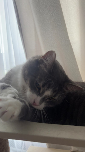 cat.jpg