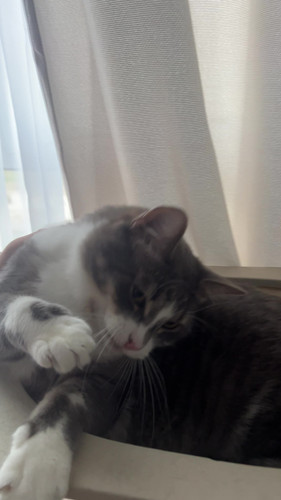 cat.jpg