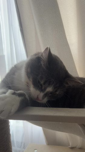 cat.jpg