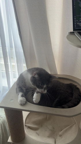 cat.jpg