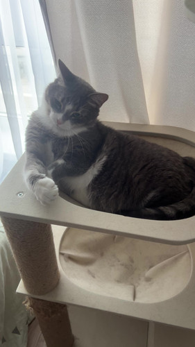 cat.jpg