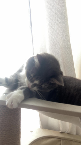cat.jpg