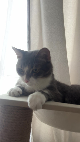 cat.jpg