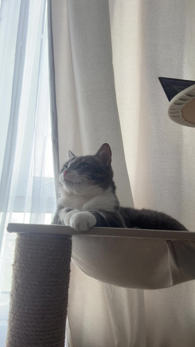 cat.jpg
