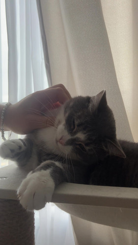 cat.jpg