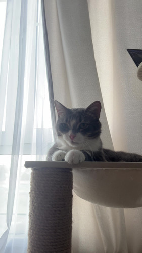 cat.jpg