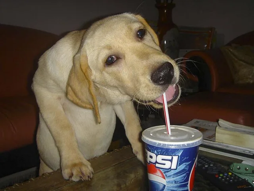 psbattle funny dog having a pepsi v0 P2my0omSiuJgzyeDQhnM EqX60SLfD4hHQFm83iwls.png