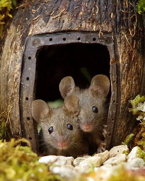 miniature mice family house simon dell 43.jpg
