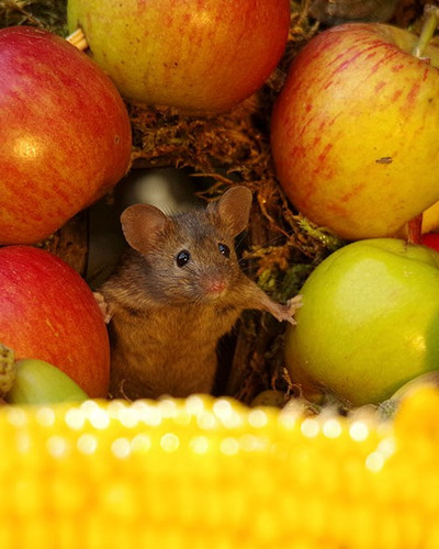 miniature mice family house simon dell 45.jpg