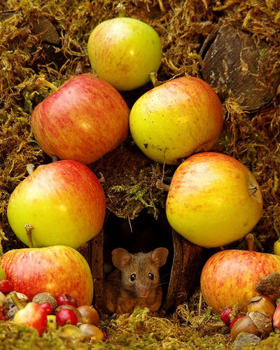 miniature mice family house simon dell 48.jpg